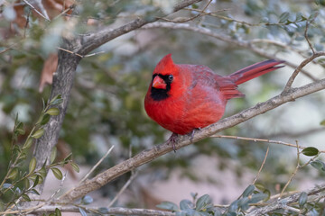 Northern cardinal (Cardinalis cardinalis) in winter