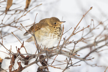  hermit thrush (Catharus guttatus) eating berries in winter