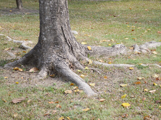 fallen tree in the park