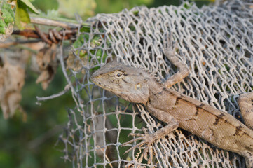 a closeup shot of a lizard in the forest