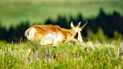 Pronghorns in Yellowstone National Park, Wyoming Montana. Northwest. Yellowstone is a summer wonderland, to watch the wildlife and natural landscape. 