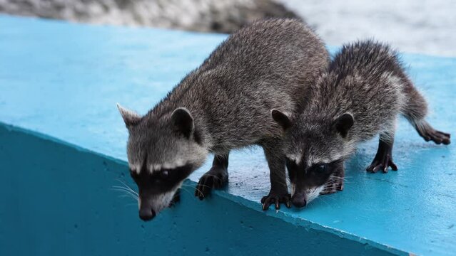 Two raccoons (cute omnivorous animals that adapt to different habitats and environments) exploring a blue surface, looking for food or being curious.
