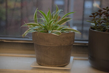 plant in a pot in front of city window, on windowsill, daytime