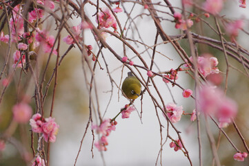 梅の小枝にとまる小鳥