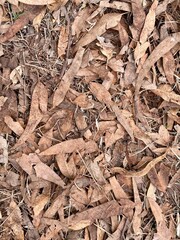 Textura de hojas secas en otoño 