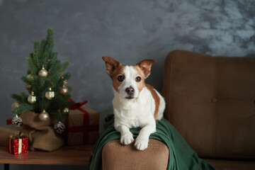 A Jack Russell Terrier dog lounges in a holiday setting, eyes full of anticipation