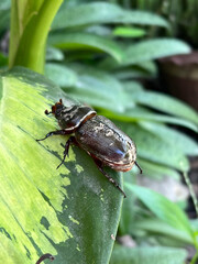 close up Stag beetle on the leaf
