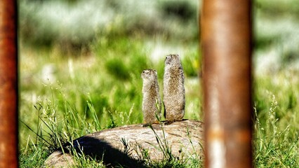 Uinta Ground Squirrel in Yellowstone National Park, Wyoming Montana. Small cute adorable animals....