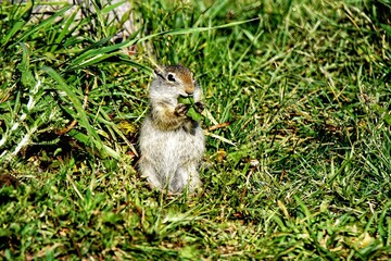 Uinta Ground Squirrel in Yellowstone National Park, Wyoming Montana. Small cute adorable animals. Northwest. Yellowstone is a summer wonderland, to watch the wildlife and natural landscape.