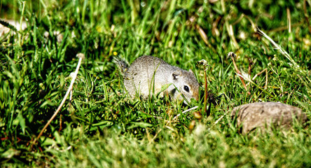 Uinta Ground Squirrel in Yellowstone National Park, Wyoming Montana. Small cute adorable animals. Northwest. Yellowstone is a summer wonderland, to watch the wildlife and natural landscape.