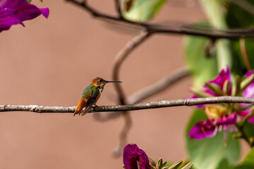 A colorful hummingbird with flowers