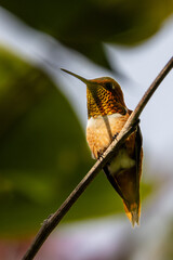 A colorful hummingbird with flowers
