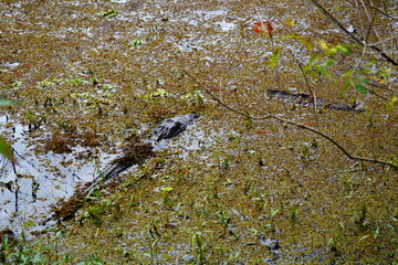 The winter landscape of Hillsborough river and Lettuce park at Tampa, Florida
