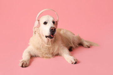 Adorable golden retriever in headphones on pink background