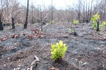 After Forest Fires