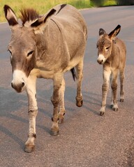 Wild Donkeys on the Scenic Wildlife Loop of Custer State Park, South Dakota