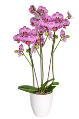 Purple Moth Orchid flower in a white pot isolated cutout on transparent