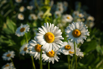 Blooming nivyanik ordinary (Lat. Leucanthemum vulgare) is a species of perennial herbaceous plants of the family Compositaceae (Asteraceae)