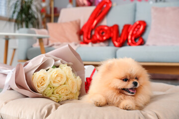 Cute Pomeranian dog with bouquet of white roses in living room. Valentine's Day celebration