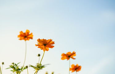 Closeup of yellow Cosmos flower with blue sky under sunlight with copy space  background natural green plants landscape, ecology wallpaper cover page concept.