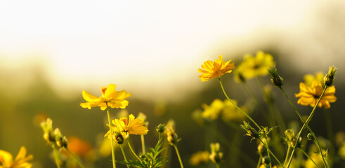 Closeup of yellow Cosmos flower under sunlight with copy space  background natural green plants...