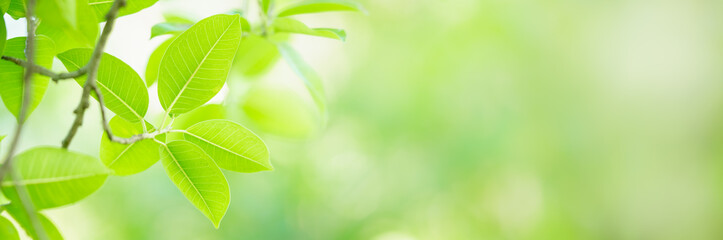 Beautiful nature view green leaf on blurred greenery background under sunlight with bokeh and copy space using as background natural plants landscape, ecology cover page concept.