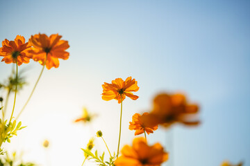 Closeup of yellow Cosmos flower with blue sky under sunlight with copy space  background natural green plants landscape, ecology wallpaper cover page concept.