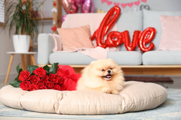 Cute Pomeranian dog with bouquet of red roses and heart-shaped gift box in living room. Valentine's...