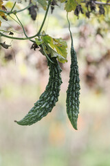 Bitter gourd or bitter melon,momordica charantia on vine plant	
