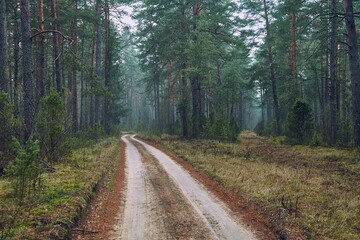 Fototapeta na wymiar Forest walking path in misty weather