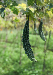 Bitter gourd or bitter melon,momordica charantia on vine plant