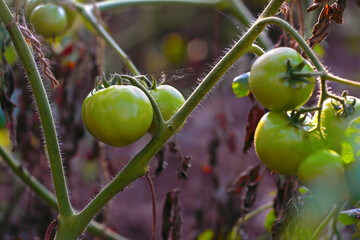 Fresh healthy Tomatoes growing in Indian garden	
