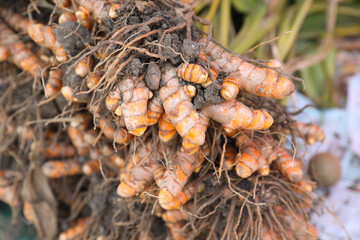 Harvested Turmeric in agriculture field