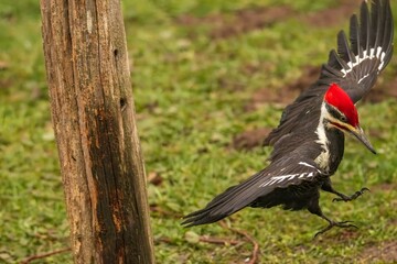 Pileated Woodpecker flying onto the ground