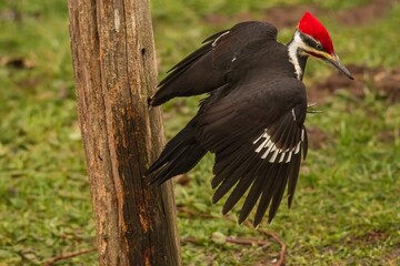 Pileated Woodpecker flying off a post