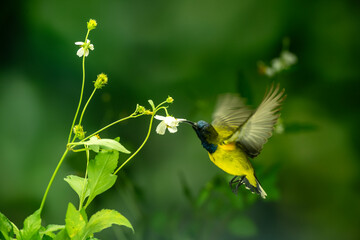 Little Birds and Beautiful Flowers