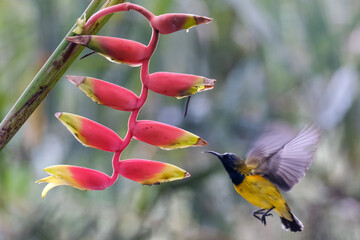 Little Birds and Beautiful Flowers