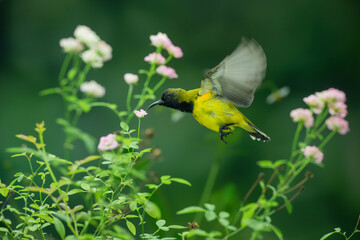 Little Birds and Beautiful Flowers