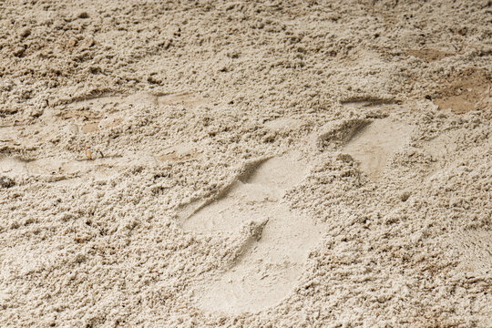 shoe footprints in sand