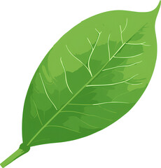 an illustration of fragrant herbs