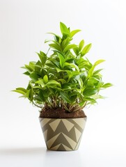Small Potted Plant Houseplant Isolated with a White Background, Object Graphic, Nature, Gardening, Tree Concept Imagery