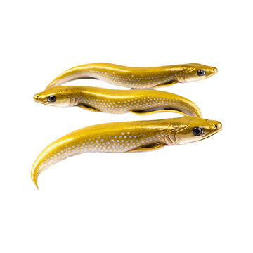 eels fish with transparent background