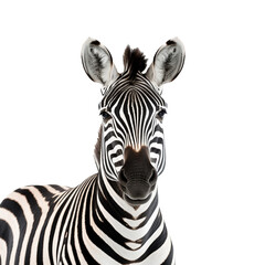 zebra with transparent background