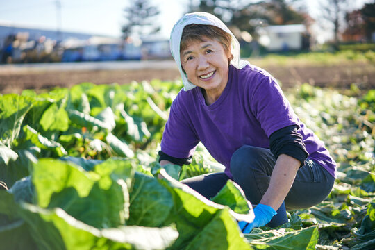 白菜の収穫をするシニア女性