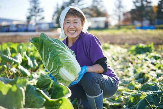 白菜の収穫をする日本人シニア女性