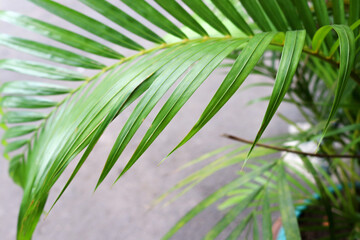 Photo of a garden in the morning, this garden full of colorful plants and flowers, a beautiful garden