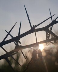 Lens flare with spiky thorns of acacia plant in sky silhouette