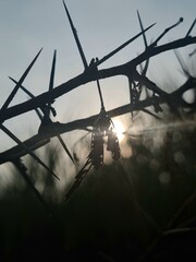 Lens flare of sun edging dried leaf between acacia thorns, sky silhouette at sunset