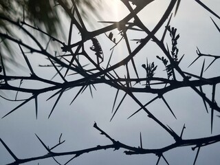 Thorny acacia branches silhouette in clear sky background 