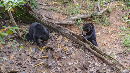 Two biruangs Helarctos malayanus are eating fruits. Black fur, paws, claws are visible. View from above. Malaysia. Borneo. Sandakan. Bornean Sun Bear Conservation Centre 